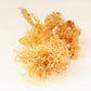 Gold Sea Moss (Raw)